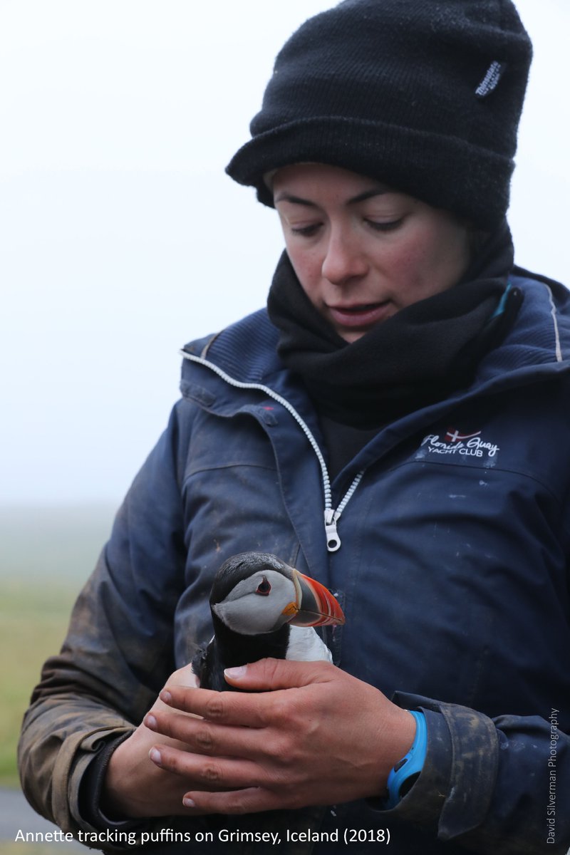 @AnnetteFayet is a Junior Research Fellow &  #seabird ecologist. She studies the movements & annual cycles of long-lived  #seabirds & why some species, e.g.  #puffins or  #tropicbirds, are declining. Her  #fieldwork takes her to remote islands in the Atlantic, Indian & Pacific Oceans.