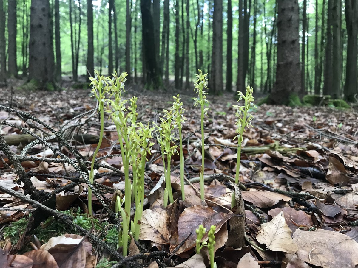 These green plants that can gain carbon from ectomycorrhizal fungi include Pyrola minor (Ericaceae) and Corallorhiza trifida (Orchidaceae)