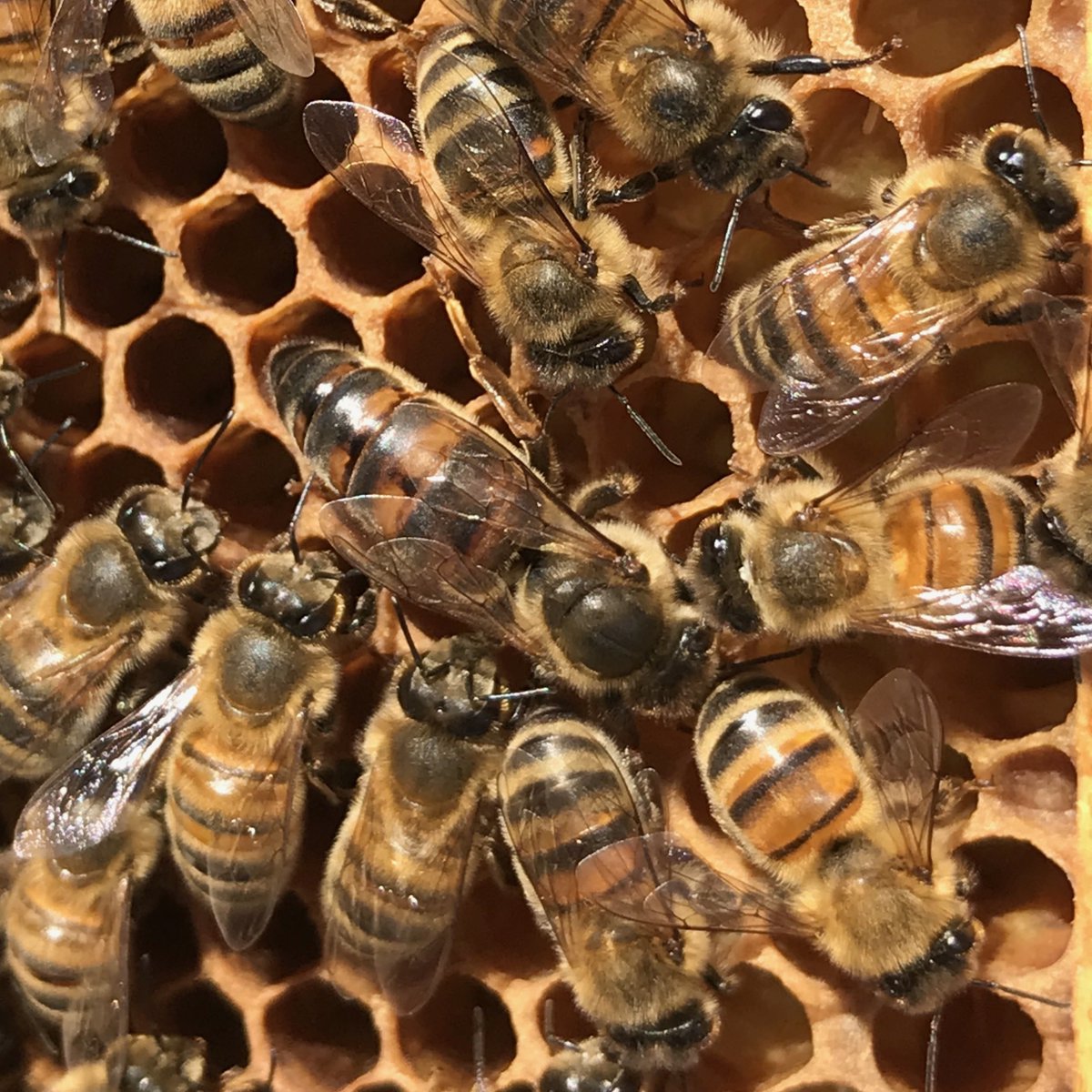 ThatJezRose's tweet photo. Each colony has just one Queen. Her abdomen, the โtailโ part, is much longer than the other bees.
Why not aid the re-introduction of the Native British Honey Bee?! We have some Queens available!
https://t.co/wumGtKs9ks
#WorldBeeDay #WorldBeeDay2020 #SaveTheBees#BeeResponsible https://t.co/xB0RC9GORV