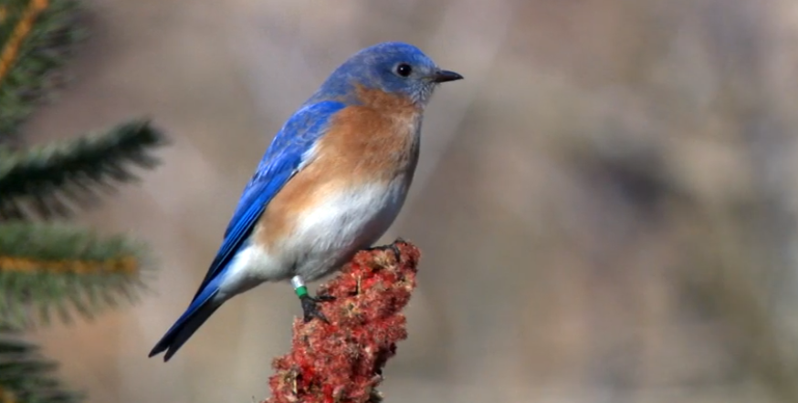 Superb bird ID app: The Cornell Lab's Merlin. Snap a picture or answer a few questions &amp; you'll get a shortlist, along with its song. ID 6,000+ birds in North &amp; South America, Europe, Asia, Australia. ow.ly/6L5Z50zL4X7
#birds #birdwatching #nature #birdphotography