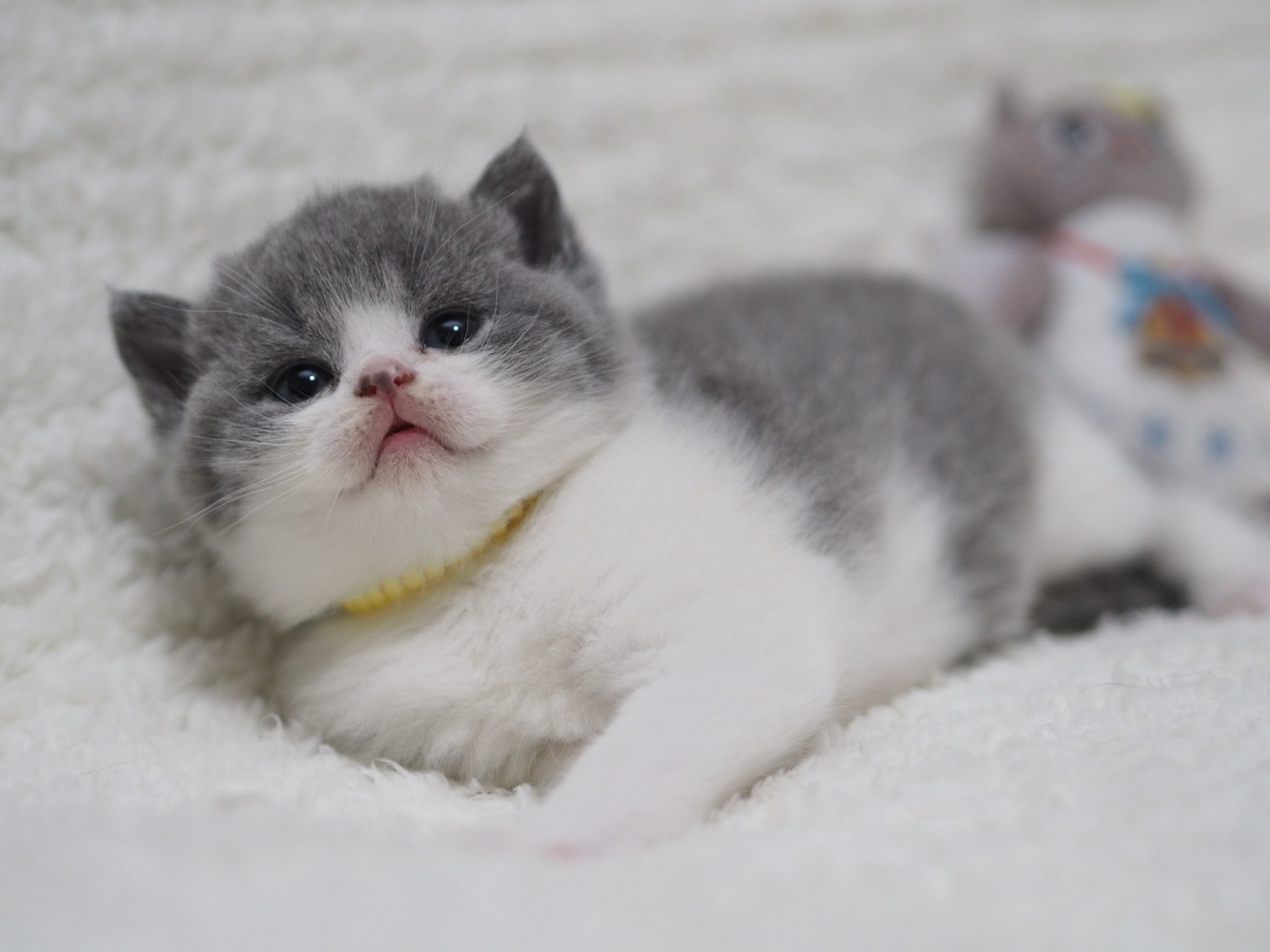 Cattery Doudou ハチワレ子猫 子猫 猫好き 猫 ブリティッシュショートヘア 生後1ヶ月 はちわれ T Co S4okxrskdw Twitter