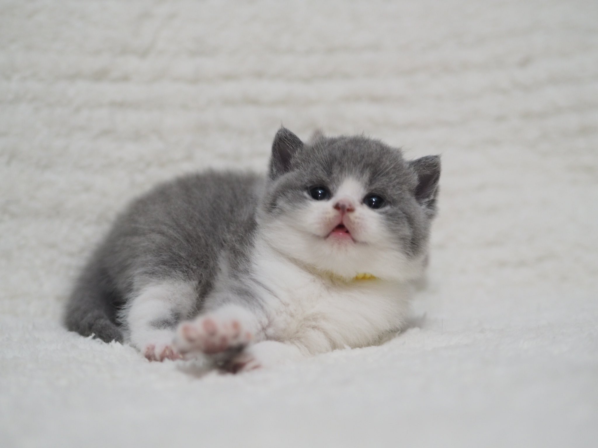 Cattery Doudou ハチワレ子猫 子猫 猫好き 猫 ブリティッシュショートヘア 生後1ヶ月 はちわれ T Co S4okxrskdw Twitter