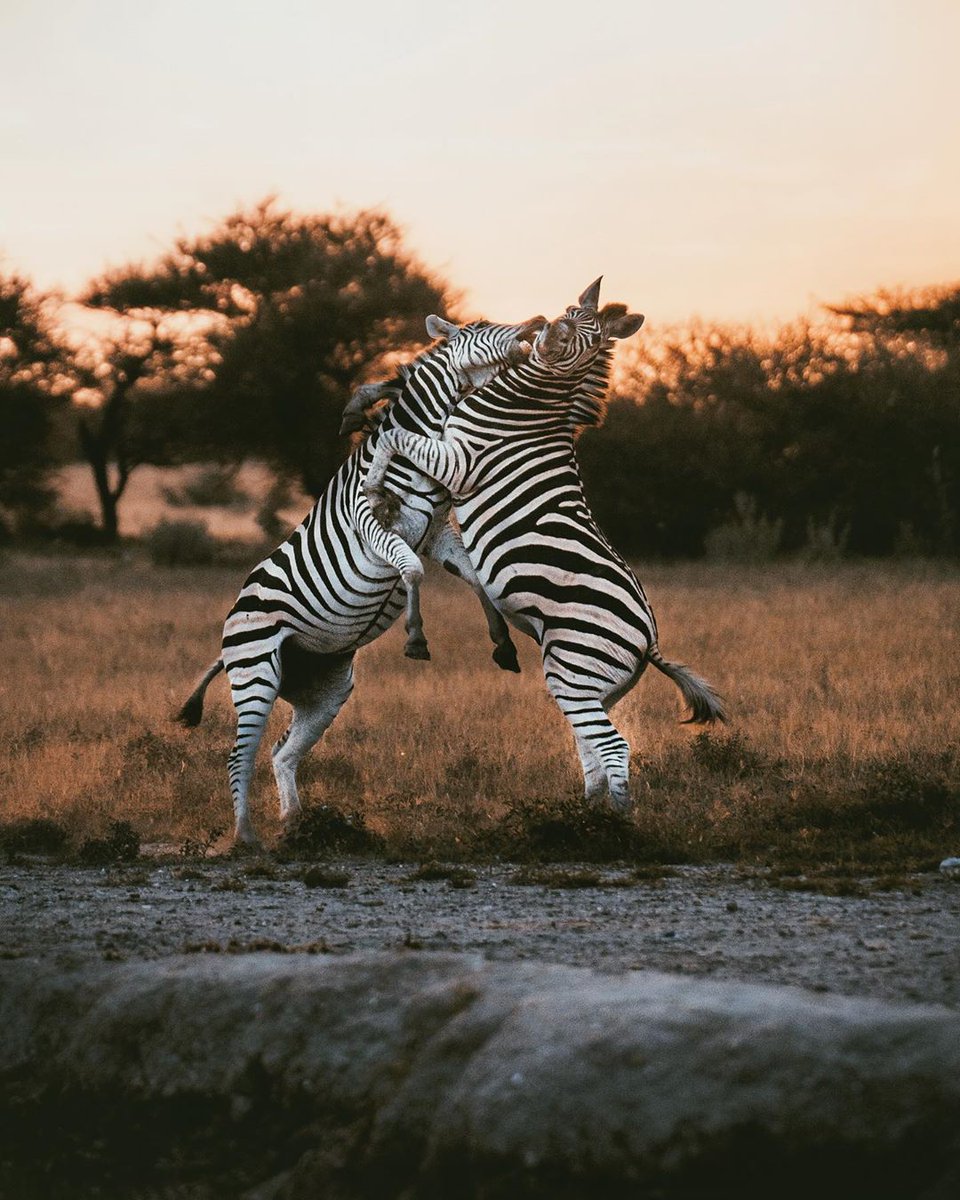 discoverafrica's tweet photo. Stallion Zebraβs having a go at each other during the Annual #ZebraMigration π¦
The continent has a new, much more intriguing and much less well-known, migration πΎ
And itβs in #Botswana π
Get our FREE Botswana Travel Guide π§ https://t.co/XADPlZNdjA https://t.co/bLWlsXv5Y1