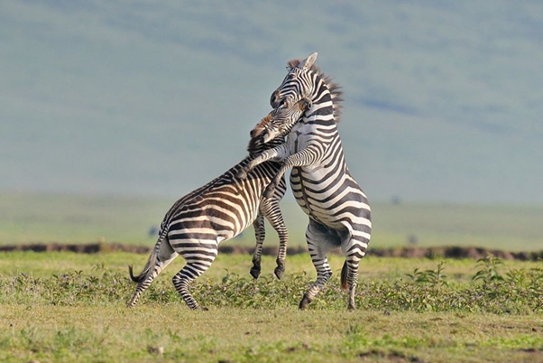 GeckoTanzania's tweet photo. Friendship is a bond that creates a reliable relation and builds a society to survive.
Watch the friendship and brotherhood among the wild animals in your way in Tanzania safari.
#Zebramigration #Wildeebestmigration #wildlifeperfection #wildlife_photography #wildlifeartist https://t.co/hWRMnoatAE