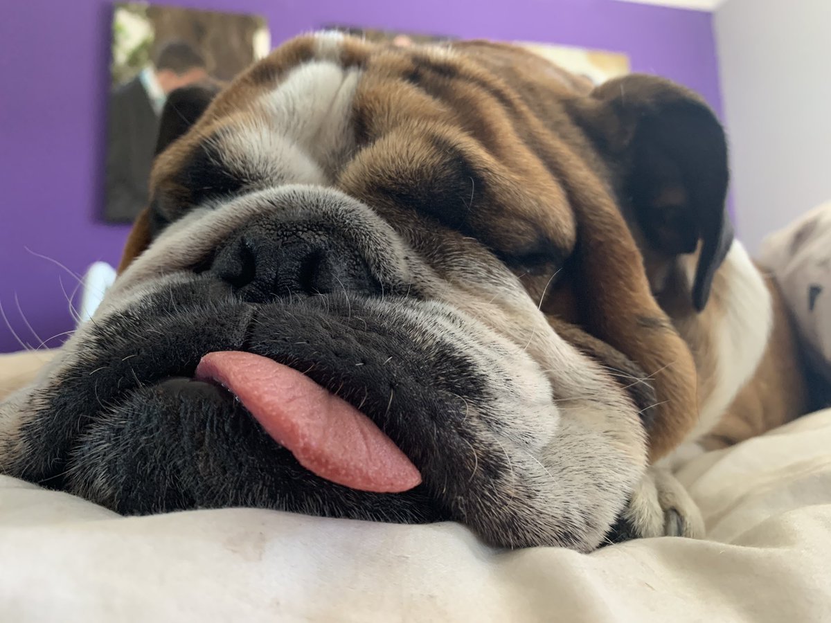 MonsterMunchDog's tweet photo. Happy hump day twee-pups! https://t.co/mp3f1eJOn0