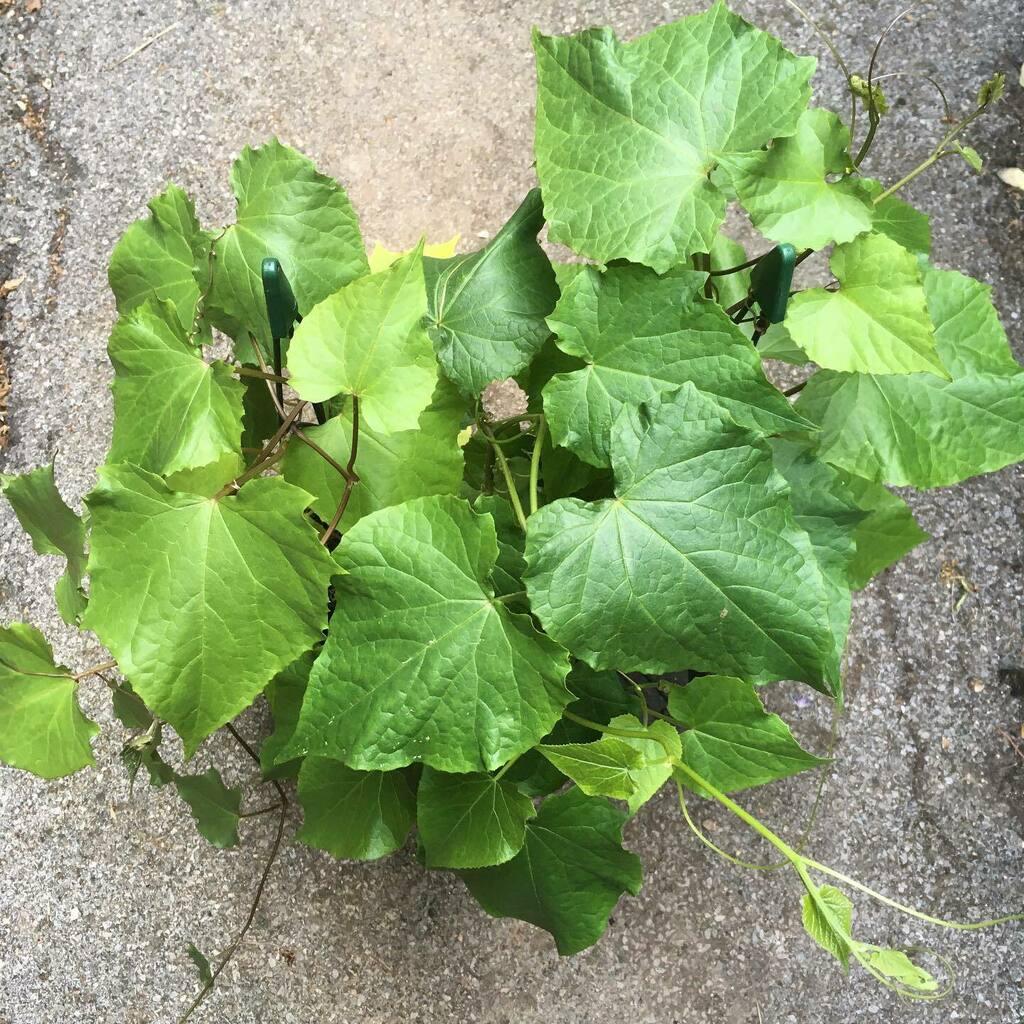 Rhizowen's tweet photo. Tangled up in green: anchote (Coccinia abyssinica). One of Africa’s less familiar root crops, but a good one. I’m hoping I can get these seed grown specimens to flower and fruit this year. #anchote #cocciniaabyssinica #coccinia #radixrootcrops #cucurbita… https://t.co/zQkH73nJbE https://t.co/IHFxVt7aQS