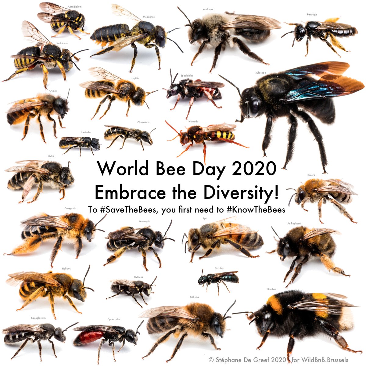 WildBnB's tweet photo. Happy #WorldBeeDay2020 ! #EmbraceTheDiversity !
Because to #SaveTheBees you first need to #KnowTheBees !
Pic: a collage of bee genera of Brussels, Belgium, by @stefdegreef https://t.co/fxrZjMVFjF