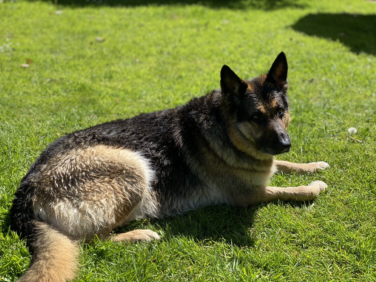 HayleyRVN13's tweet photo. Taking my own recommendation today. Having a #ExeterNurse lite day with only a little study and out to enjoy the good weather and give the dog a bath! #Nohealthwithoutmentalhealth #bathtimedog #soggydog https://t.co/Qzjg19lSLc