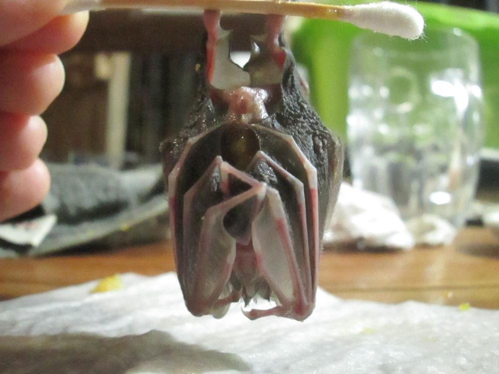 chefmompiche's tweet photo. #NationalRescueDogDay
There were no dogs to rescue, but I did rescue this baby leaf-nosed bat a few days ago.
Is there a #NationalRescue Baby #LeafNosedBat Day?
#wildlife #wildliferescue #wildlifephotography #wildlifefrommywindow #wildlifeEcuador #bats #mammal #chiroptera https://t.co/tZcMx0bEe4
