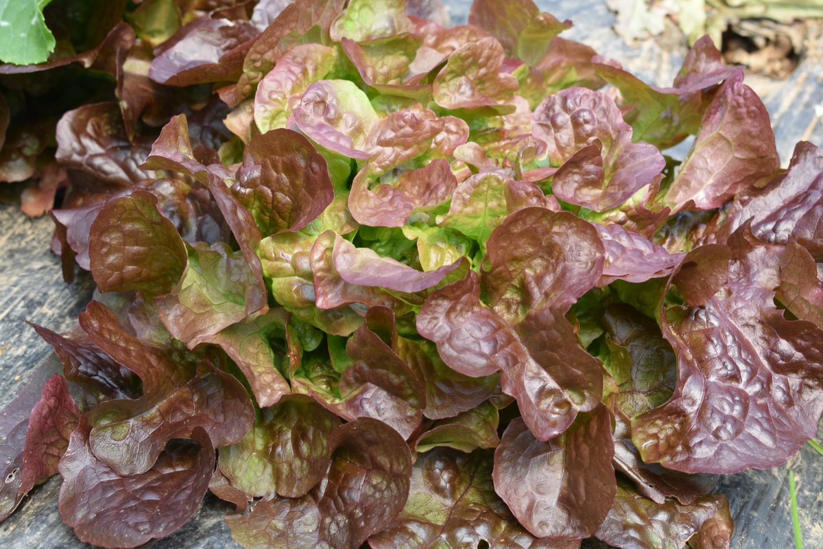 terras_miranda's tweet photo. Lechuga Variedad Hoja de Roble 😋

Se caracteriza por sus hojas pequeñas similares a las hojas del roble, de ahí su nombre 🌳, de color verde y rojizo en el borde. De sabor, muy suave 🥗👩‍🌾🧑‍🌾

#lechuga #hojaderoble #agriculturasostenible https://t.co/nq5a7aaurv