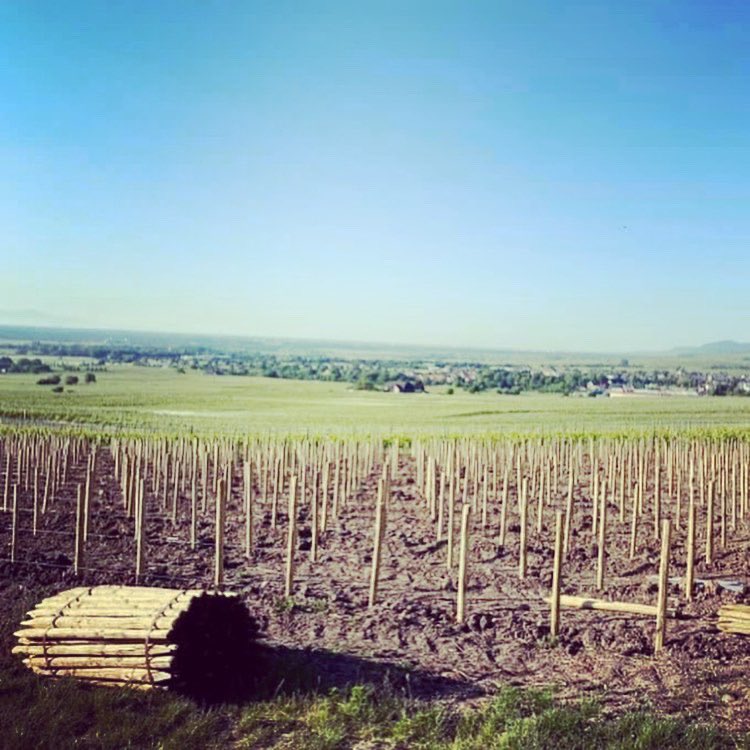 domainedeiss's tweet image. Plein soleil aujourd’hui, le temps idéal pour poursuivre notre plantation au Gruenspiel 💪🌱

#Complantation #marnes #Teamatwork