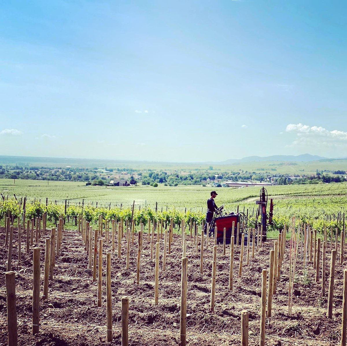 domainedeiss's tweet image. Plein soleil aujourd’hui, le temps idéal pour poursuivre notre plantation au Gruenspiel 💪🌱

#Complantation #marnes #Teamatwork