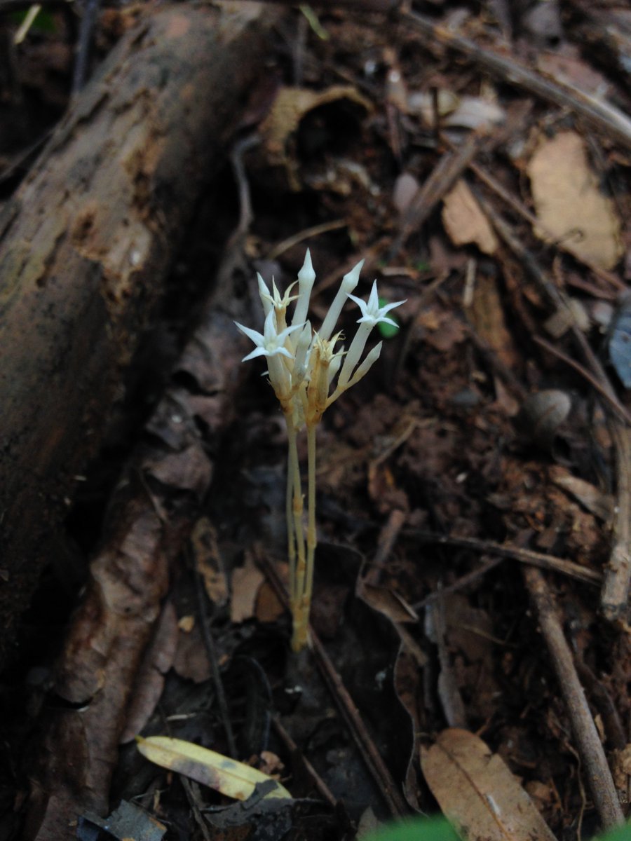 But we lack information on nutrient exchange between plants and the much more common arbuscular mycorrhizal fungi. Many species of non-photosynthetic plants exist that live on these fungi, but they are mostly restricted to tropical rainforests