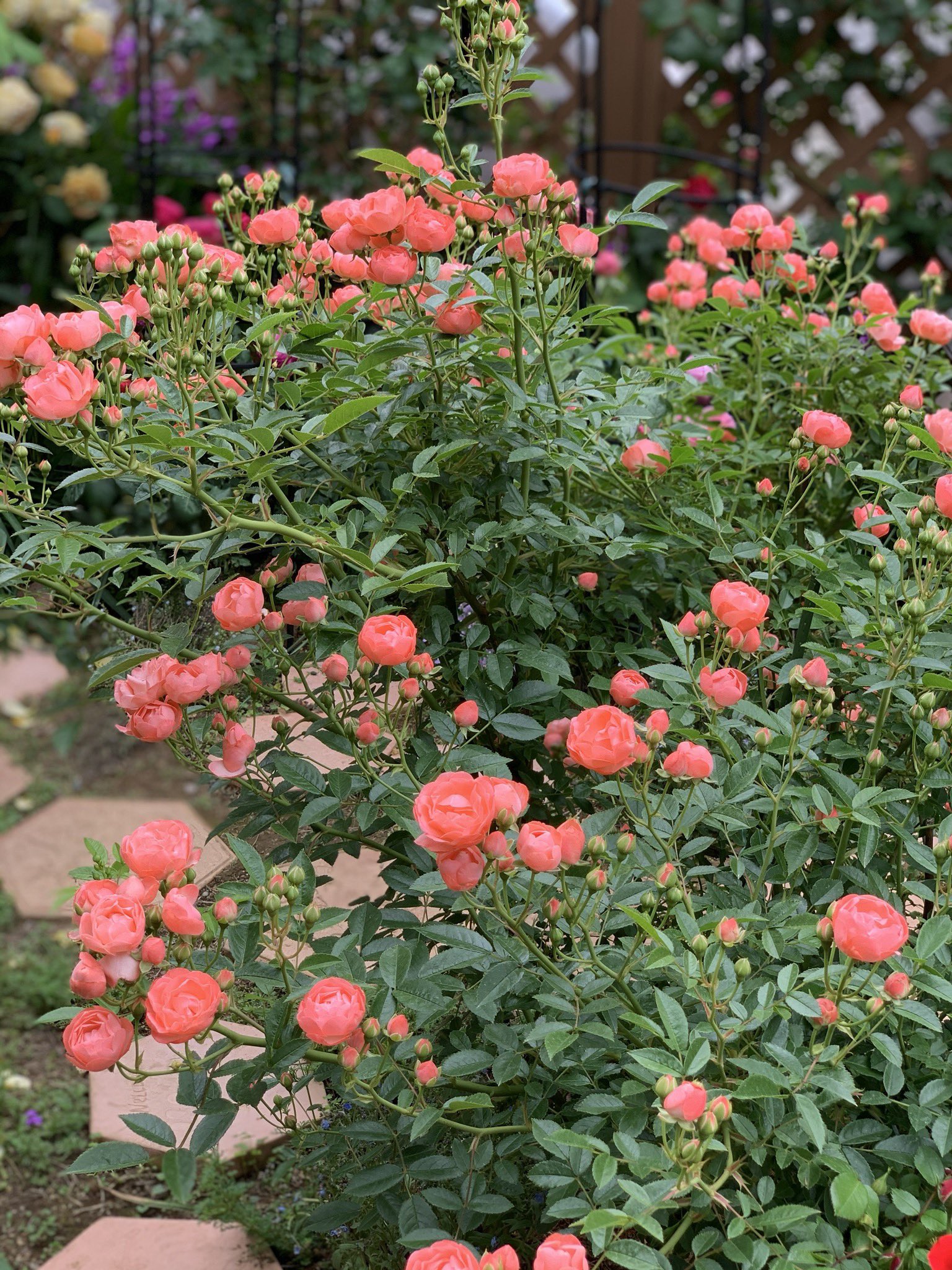 上総介 かずさのすけ １枚目 種類が分からなくなってしまった ミニバラ 多分 チュチュオプティマ ではないかと思っているのですが タウニー カントリーシリーズの スウィートカバー かもしれません ２枚目 オレンジマザーズデイ です