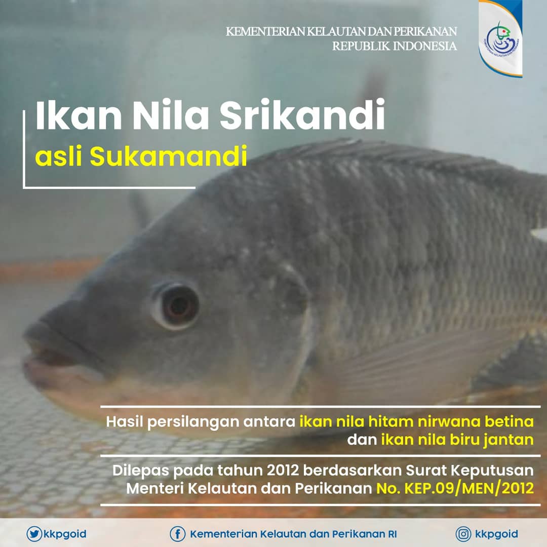 kkpgoid's tweet photo. Selamat berbuka puasa #SahabatBahari. Bangkit dalam optimisme normal baru dengan menjaga pola makan dan meningkatkan imun tubuh. Nah Mimin ada satu opsi buat Sahabat Bahari meningkatkan imun tubuh, ikan Nila. Kalian doyan dimasak jadi menu apa?

#KKP #KKPGOID https://t.co/byn8YsHgpY