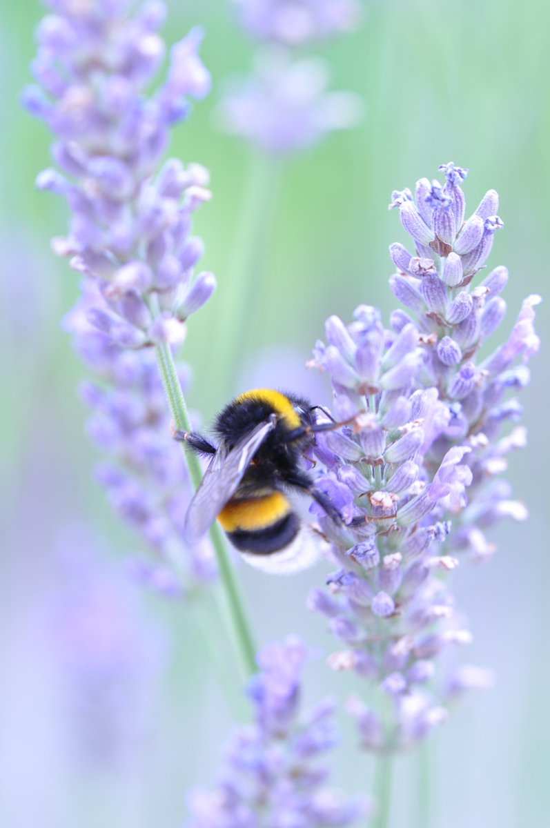 L_Undercurrent's tweet photo. On #WorldBeeDay2020, we're imagining swarms of bees  buzzing around lavender fields that once covered large parts of #Battersea. In @xilaire's poem Lavender Harvest (p89 of our book) a woman picking lavender finds 'bees pollinate my dreams'
Photo: Thomas Jorn on Unsplash https://t.co/TF63cHC7f5