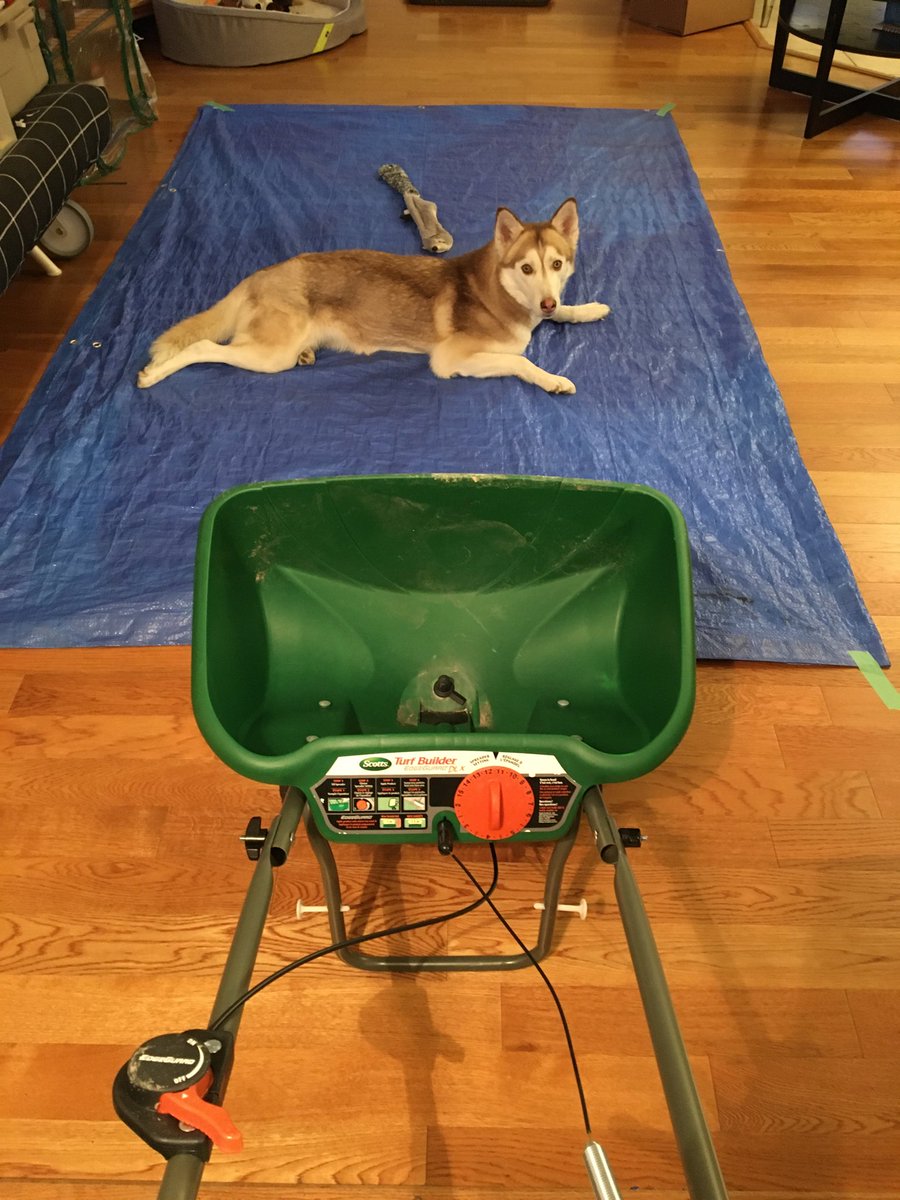 northernfield's tweet photo. ⁦@northernfield⁩ the #huskey feels the need to #communicate her #dislike of the time already being spent on #seeding2020 🐕😜 and we’re #justgettingstarted https://t.co/KCK8PEAtCp