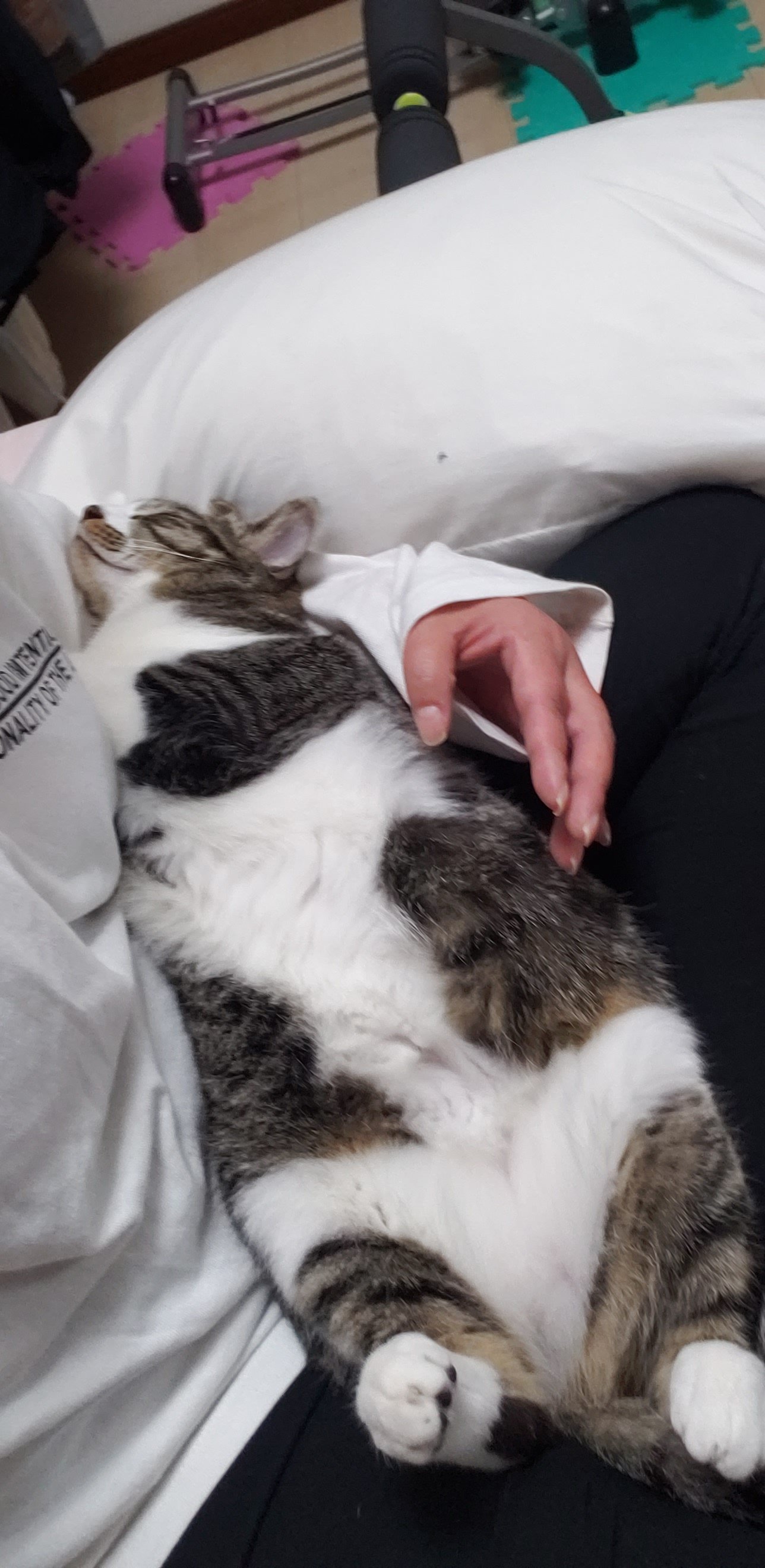 腹見せ猫 Twitter Search Twitter