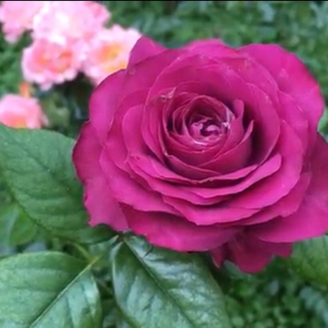 RoseAddictClub1's tweet photo. #PreciousMoments   #珍貴時刻

#RoseAddictClub #Rose #Roses #Rosegarden #Flower  #Blooms #total_roses #backyardgarden #flowergarden #flowergardens #RoseAddicted  #GrowAtHome #Mygarden  #MyRose #InstaRose #RoseLife #Life #StayHome  #quarantine #WearaMask #玫瑰上癮俱樂部 #薔薇 #玫瑰 https://t.co/ijP4RShWJj