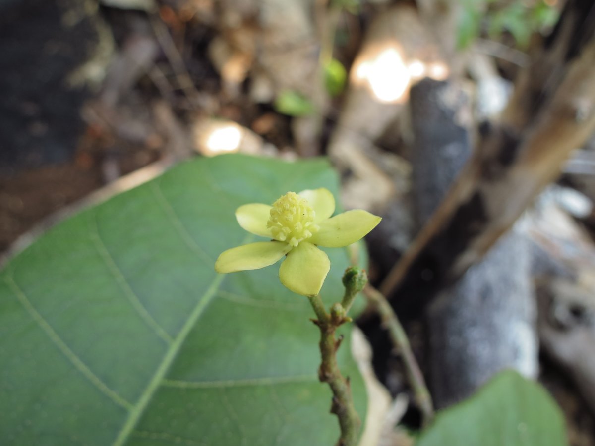 Leidse wetenschappers hebben een nieuw plantengeslacht met twee nieuwe soorten ontdekt. Opmerkelijke eigenschap: ze slaan mangaan op in hun blad. 'Een zeldzame ontdekking', vertelt Roderick Bouman, promovendus bij de Hortus botanicus Leiden. Lees meer: bit.ly/2ZnpwWu