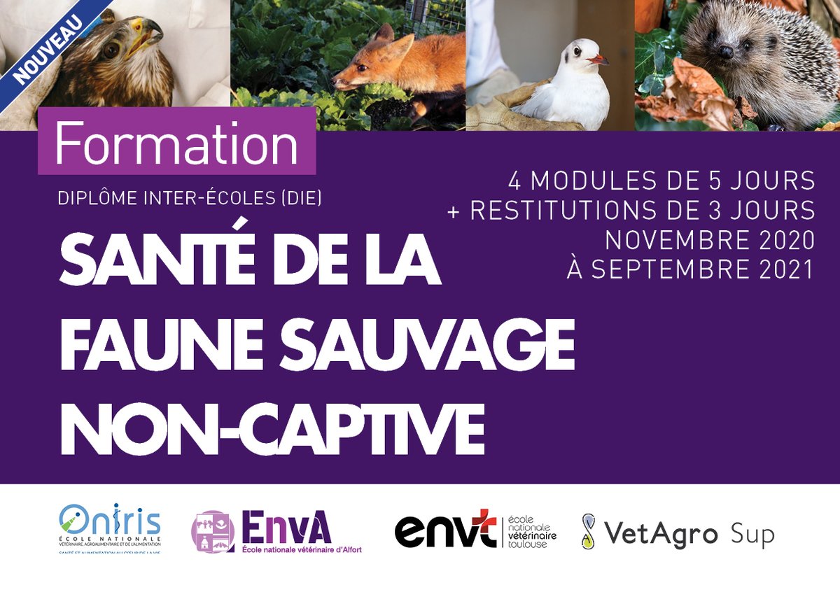 Env_Alfort's tweet photo. FORMATION - Vétérinaires, si la faune sauvage vous intéresse, cette formation vous concerne ! Les quatre écoles nationales vétérinaires proposent désormais un diplôme dédié à cette thématique. La mise en œuvre du concept "One Health".
▶️ Infos : https://t.co/C8UPWZPt7E https://t.co/FmdpUZlvhd
