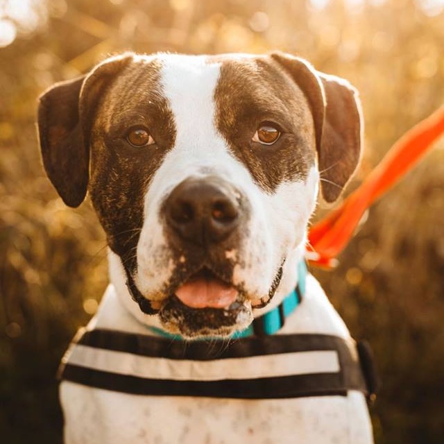 rainrescue's tweet photo. Happy National Rescue Dog Day from Rain Rescue! 💛 - https://t.co/Ioko7S6NaM https://t.co/nECrws5OjR