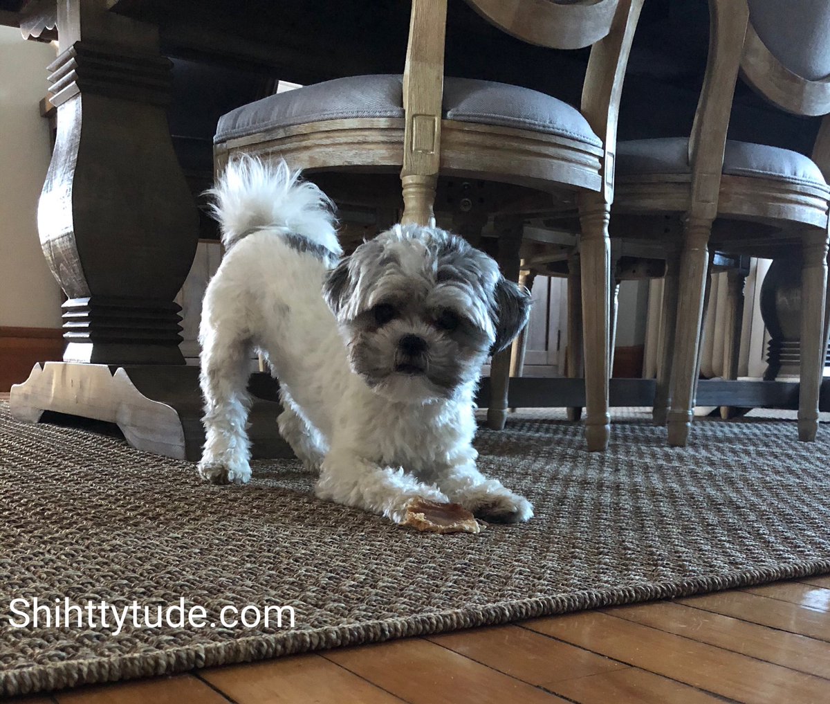shihttytude's tweet photo. “Don’t try to take this treat from me, it’s mine!” #shihttytude #doesntshare #dogsoftwitter https://t.co/pRtRE55ijv