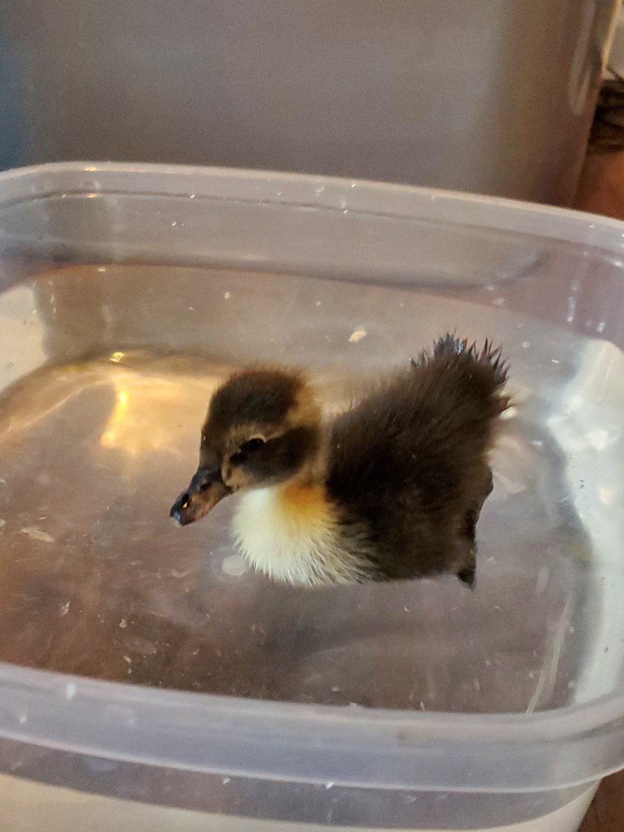 Soeder and Lee tweet media