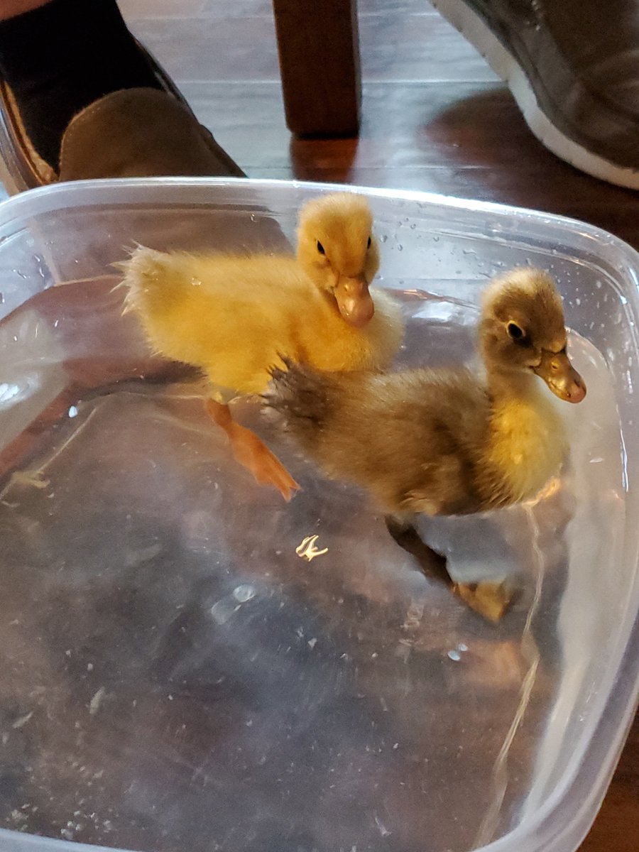 Soeder and Lee tweet media