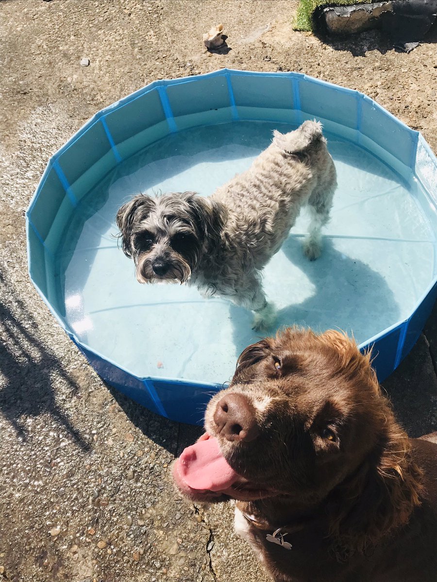 humanities_la's tweet photo. Remus is taking a break from answering emails for some time in the paddling pool #taketimeformetime ☀️🐶☀️ https://t.co/a3jiRuAwEN