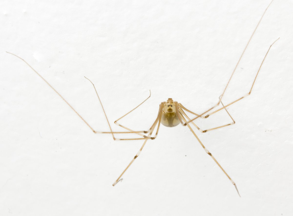 Cataranea's tweet photo. Today's #DailySpider is the cellar spider (family Pholcidae).
Probably one of the commonest spiders humans encounter in homes, pholcids inhabit every continent except Antarctica.
Pictured: Pholcus phalangiodes, the longbodied cellar spider. https://t.co/dOB04J2uvr
