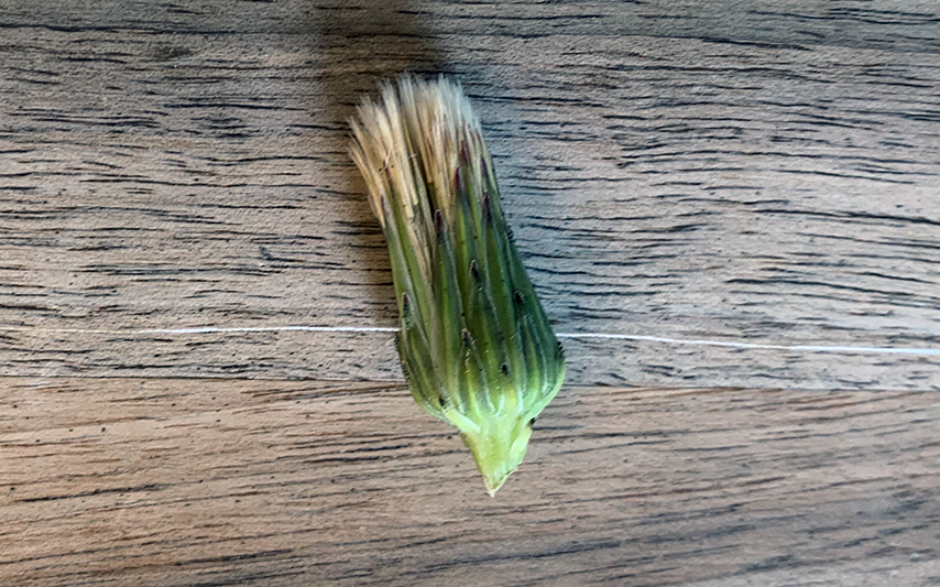 Kleines Experiment für das Auffahrtswochenende: Fädeln Sie einige verblühte Löwenzahnköpfe auf einen Faden und hängen sie diesen dann auf. Nach 24 Stunden erwartet Sie eine hübsche Überraschung. 💫