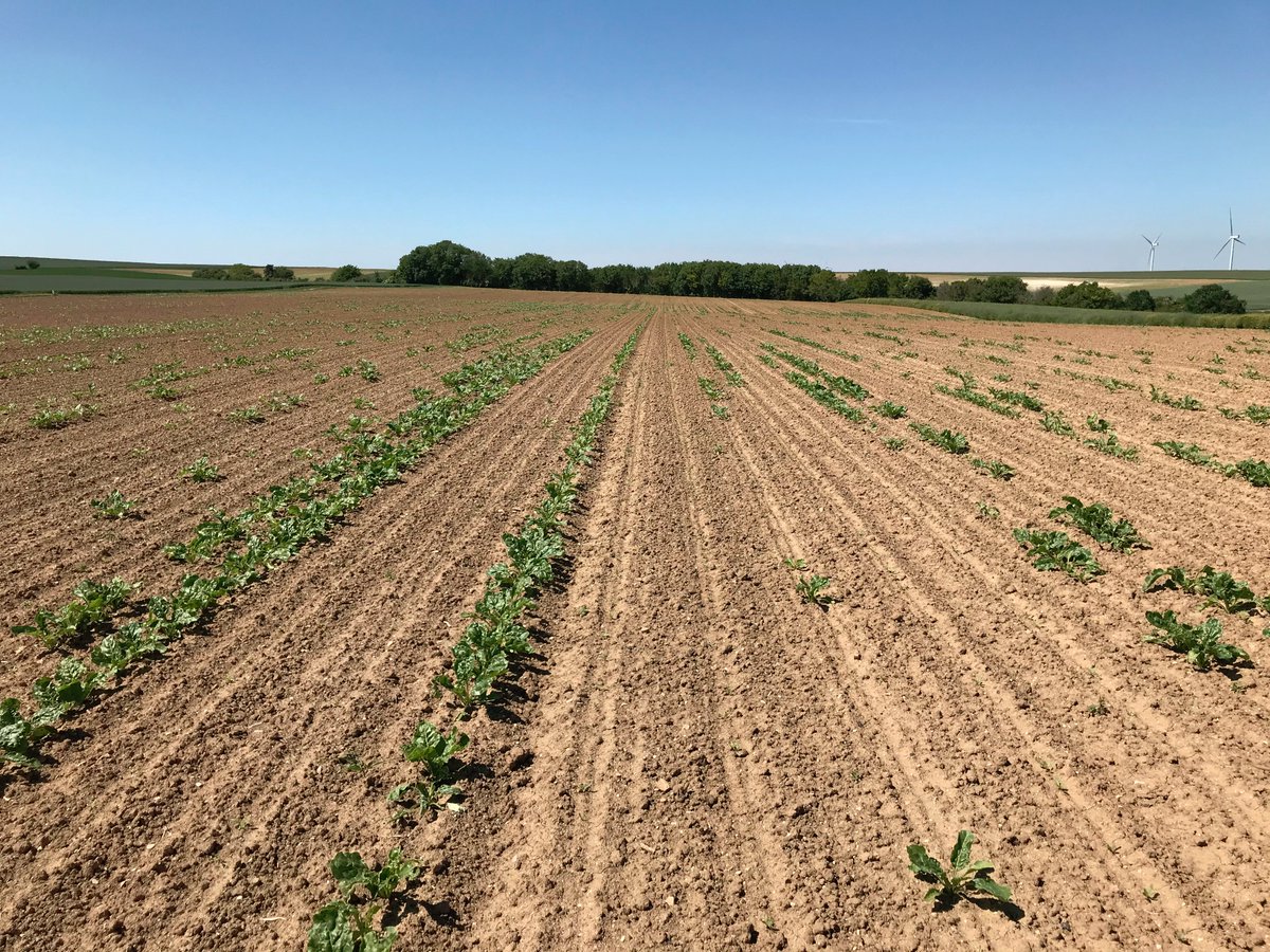 Auria_SAF's tweet photo. Observation des #betteraves, des parcelles sur le secteur présentent des levées très hétérogènes... (ici Nord de Reims)
#sécheresse https://t.co/0nMhTgpORf