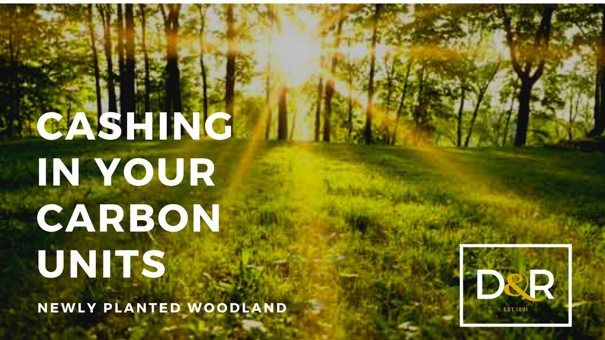 DR_Rural's tweet photo. #WoodlandWednesday Planting new woodland or done so in the last 2 yrs? Did you know you could cash in your carbon units? https://t.co/1tGc4aqmoQ  A ray of sunshine in an otherwise difficult time #woodland #woodlandcarboncode  @forestsandwood @NFUStweets #ruralsurveyors https://t.co/fuRcHiinYI