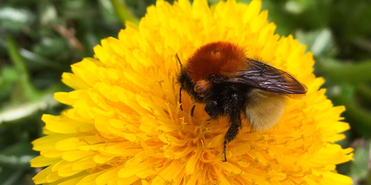 sam_jdee's tweet photo. Shetland bumblebee #WorldBeeDay2020 https://t.co/a6T2UisWJO