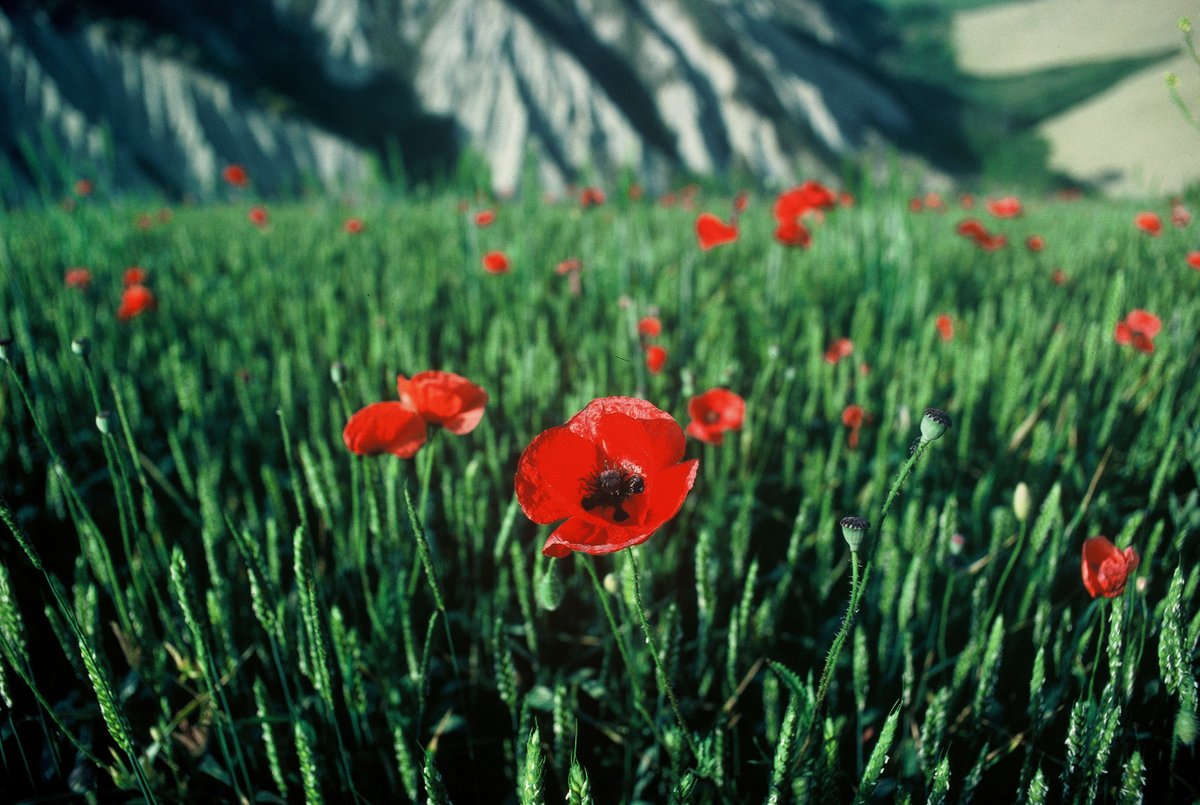 Nous proposons que 10% des terres agricoles de l'UE soient constituées de haies, de bandes fleuries , ou d'autres éléments de paysage "à haute diversité"Ces espaces offrent des habitats & des lieux de passage sûrs à de nombreuses espèces animales & végétales. #EUBiodiversity