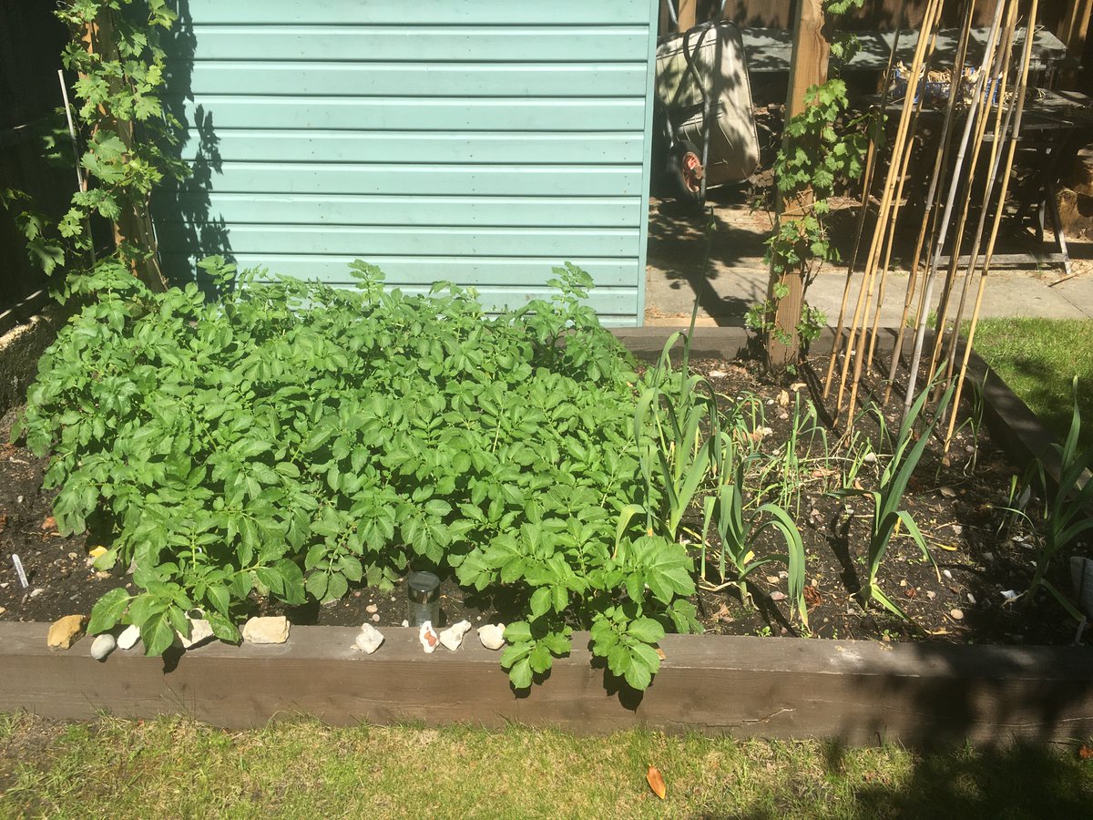 EcoGordon's tweet photo. Abi has been busy in the garden.  Growing your own is a great thing to do for the environment.  Any one else growing their own this summer?  #lockdown #satyhomesavelives  #GrowYourOwnFood https://t.co/jp6cLDncbC