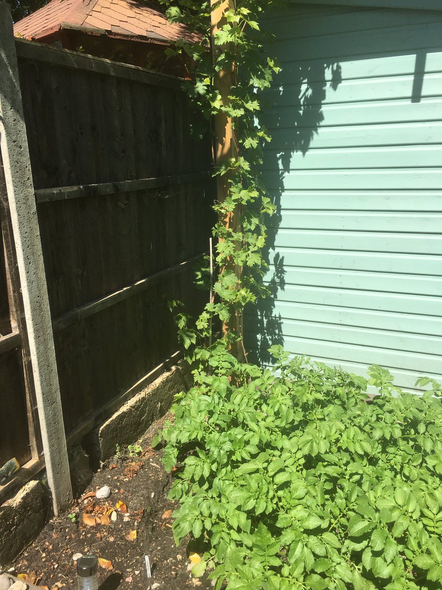 EcoGordon's tweet photo. Abi has been busy in the garden.  Growing your own is a great thing to do for the environment.  Any one else growing their own this summer?  #lockdown #satyhomesavelives  #GrowYourOwnFood https://t.co/jp6cLDncbC