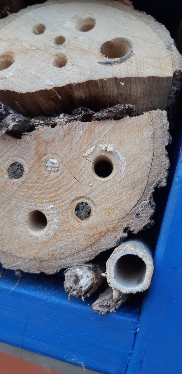 willbartle's tweet photo. Here's the #insect home me and Max made 2 wks ago, already the #bees are using it!  #WorldBeeDay https://t.co/vMNDHWgF78