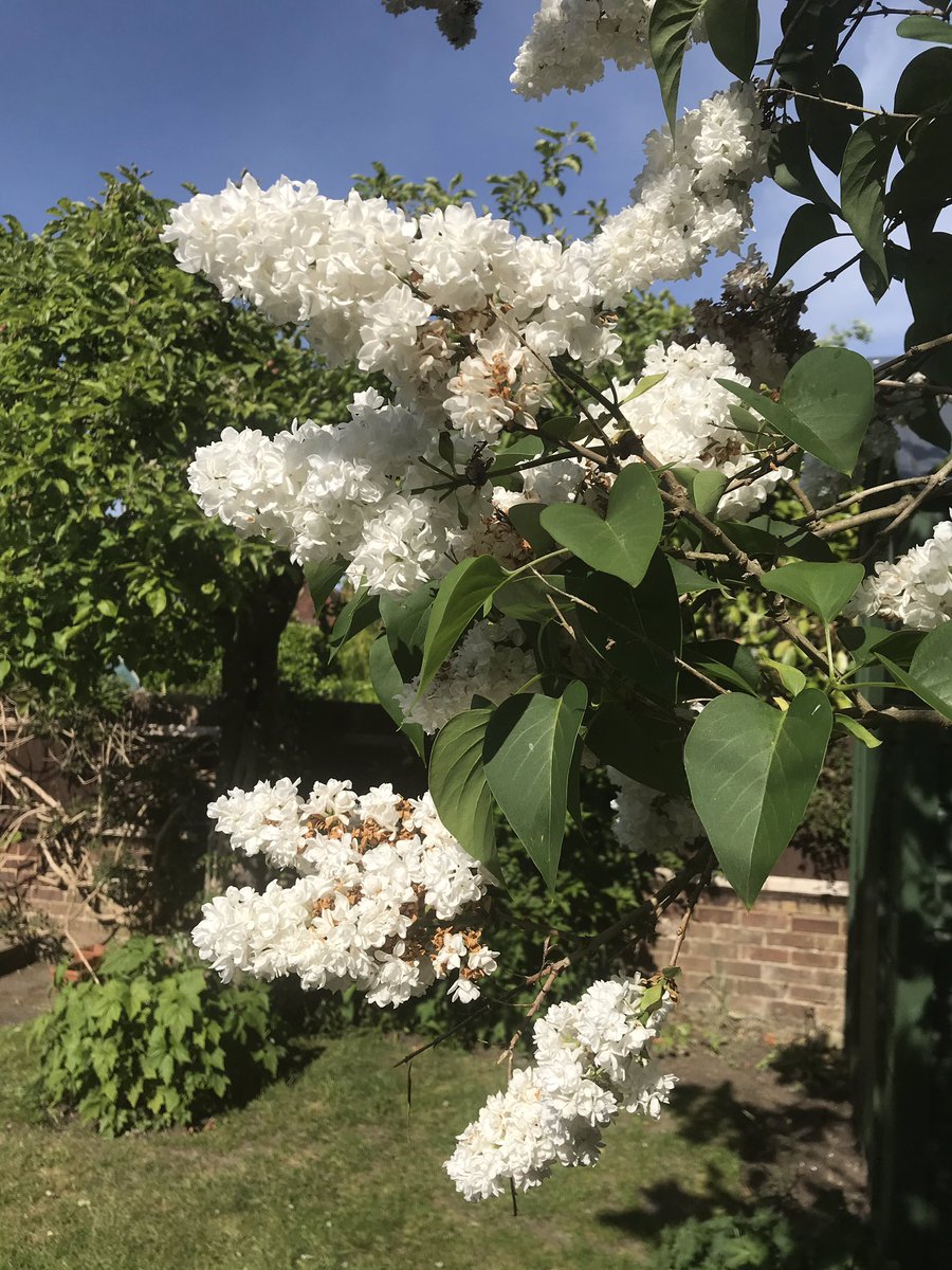 #VirtualChelsea #Nature #mindfullness #Getoutdoors #MyChelseaGarden <a href="/The_RHS/">The RHS</a>