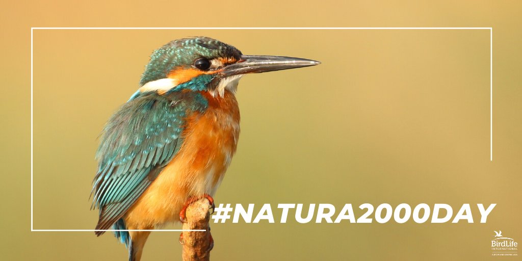 Did you know? #Natura2000 is the largest network of protected areas in the world. 13% of Malta's land is covered by such sites. The #EU must connect nature: connect #Natura2000 sites. Threatened species & habitats need it to survive🐦🌿 Happy #Natura2000Day! #BiodiversityCrisis
