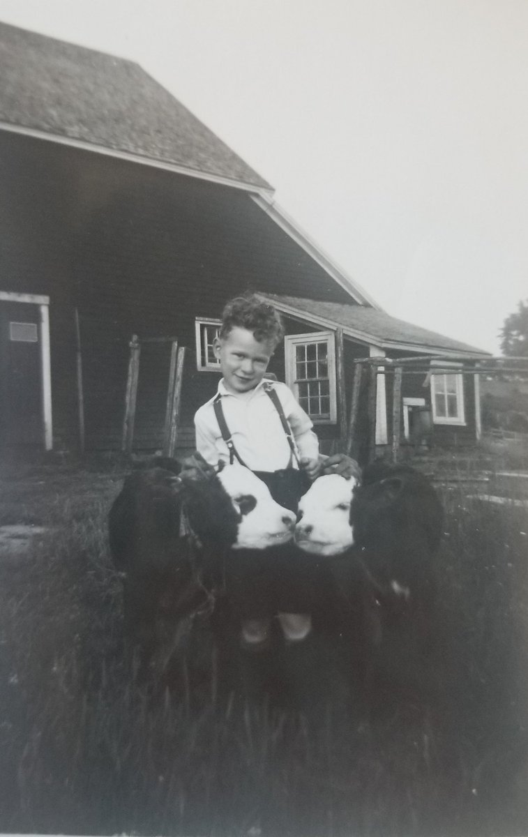 My mom's oldest brother, July 1946, NS
His 2 new calves... To raise for meat so they didn't starve that winter. 
#oldphotos #postww2
#farmersfeedcities
#dontdependongovt