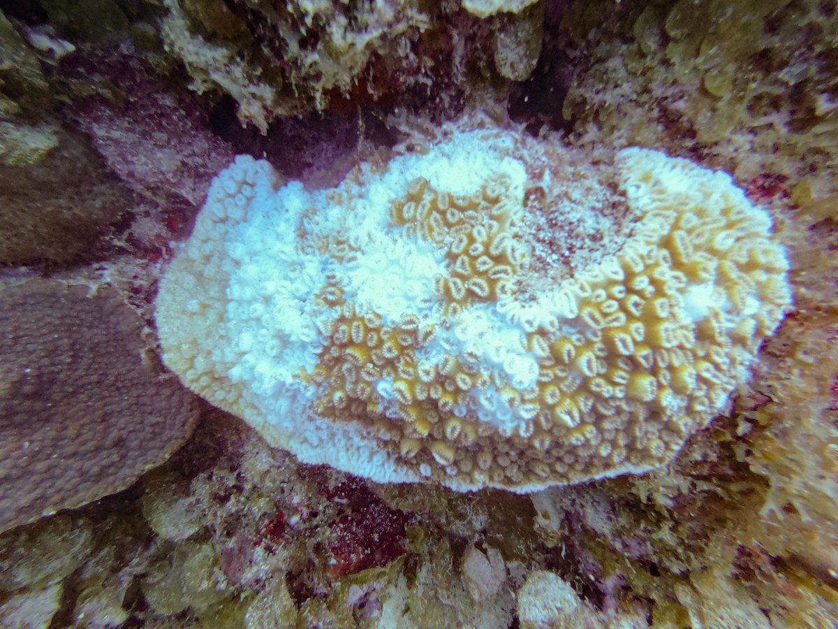 BviArk's tweet photo. After taking advice from coral specialists in FL &amp; USVI, we returned to the Rhone &amp; Indians and removed 2 severely diseased coral colonies. Sadly, we found more corals with SCTLD at the Indians, confirming this aggressive disease has reached #BritishVirginIslands waters. https://t.co/d8XBoaW3ia