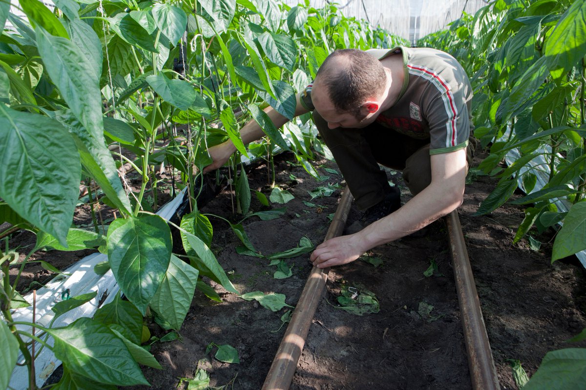 La transition vers un système alimentaire plus durable est susceptible de créer des millions d'emplois : → on estime par exemple que l'agriculture biologique fournit 10% à 20% d'emplois supplémentaires par hectare par rapport à l'agriculture conventionnelle  #EUFarm2Fork