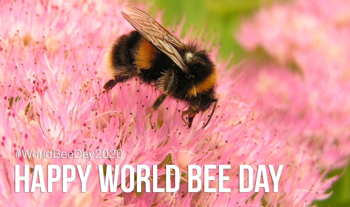 "If the bee disappeared off the face of the earth. Man would only have four years left to live" - Albert Einstein
#WorldBeeDay2020 #Bee