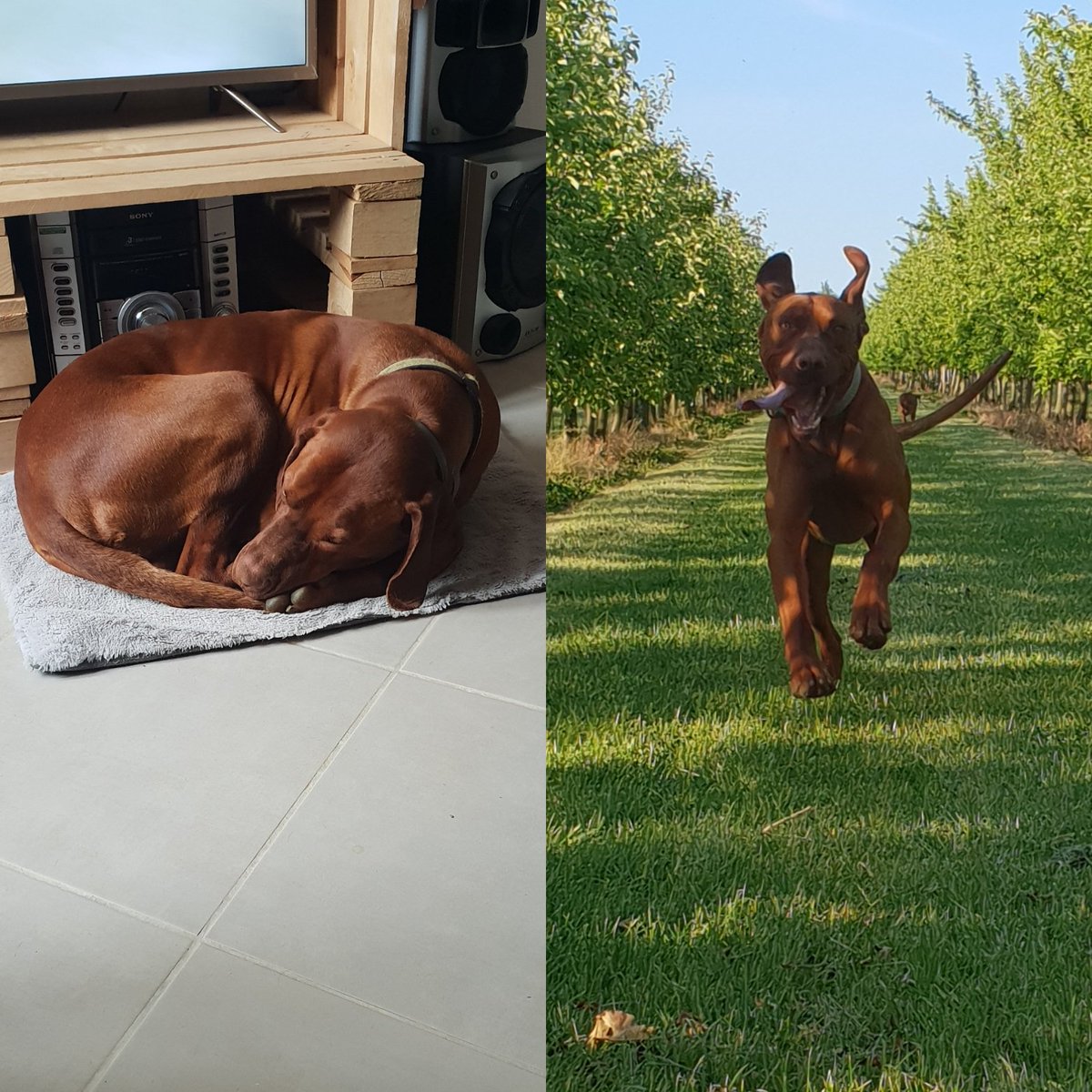 benj_thi's tweet photo. @agritof60 @RemDumDum @bertie_lakeland @SWirefox @WelshieBrac @oscarfoxterrier @HenryFoxTerrier @FTWallace1 Avant/Après #Deconfinement ...
L'avantage des #braques, pas besoin de tondeuses 😉😎

#viszla #braquehongrois https://t.co/IBJC9gaNMw
