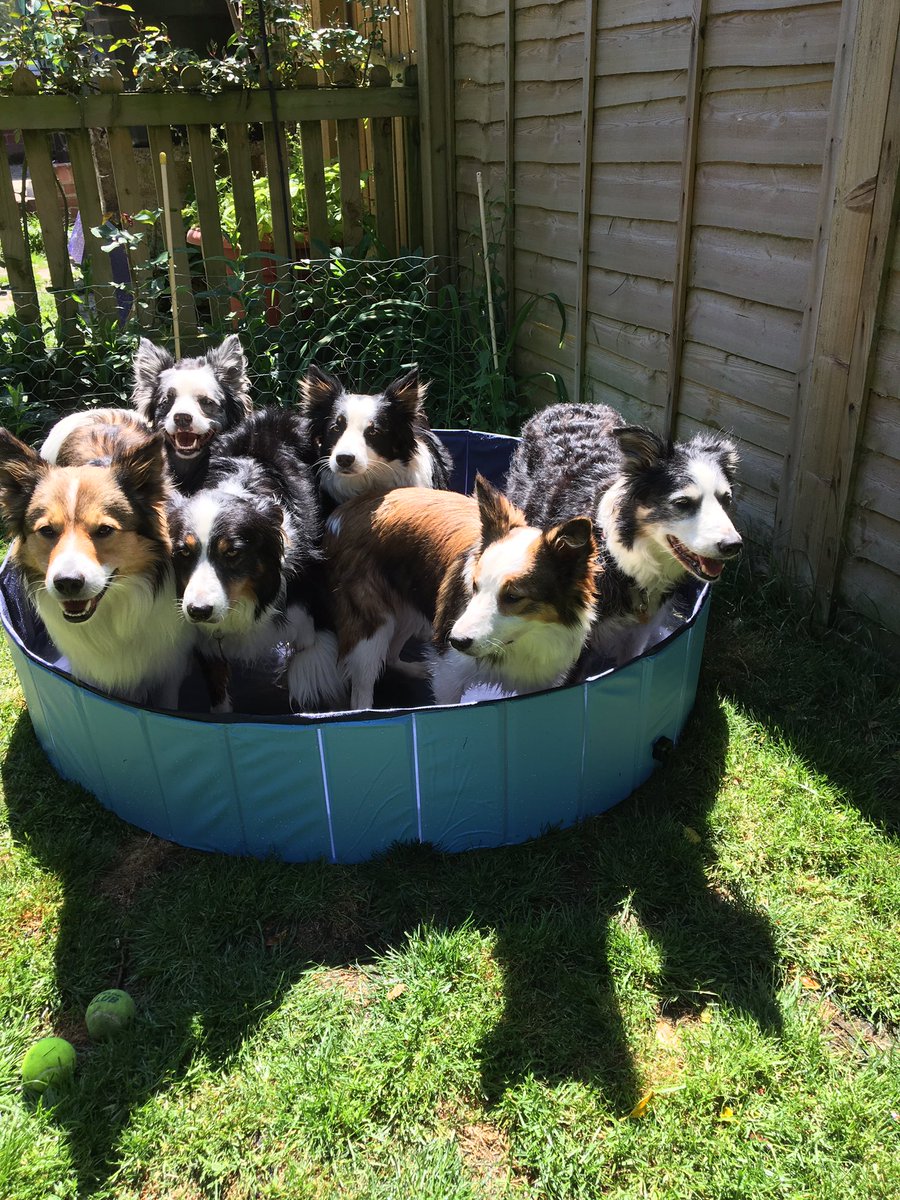 Jackie76102401's tweet photo. How many collies can you fit in a paddling pool? 🤔🤔 https://t.co/qB4F3CUjgi