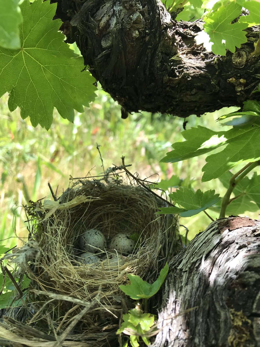 VinosCantarina's tweet image. Creemos fielmente en la #viticultura #ecológica y trabajamos para que nuestras viñas estén llenas de vida. Sólo así se consiguen vinos mágicos.

We firmly believe in #ecofriendly viticulture to keep our vineyard full of life. It’s the only way to make magical wines.

🦗🍷#Bierzo