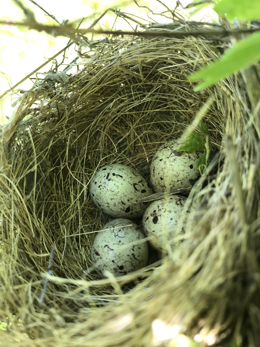 VinosCantarina's tweet image. Creemos fielmente en la #viticultura #ecológica y trabajamos para que nuestras viñas estén llenas de vida. Sólo así se consiguen vinos mágicos.

We firmly believe in #ecofriendly viticulture to keep our vineyard full of life. It’s the only way to make magical wines.

🦗🍷#Bierzo