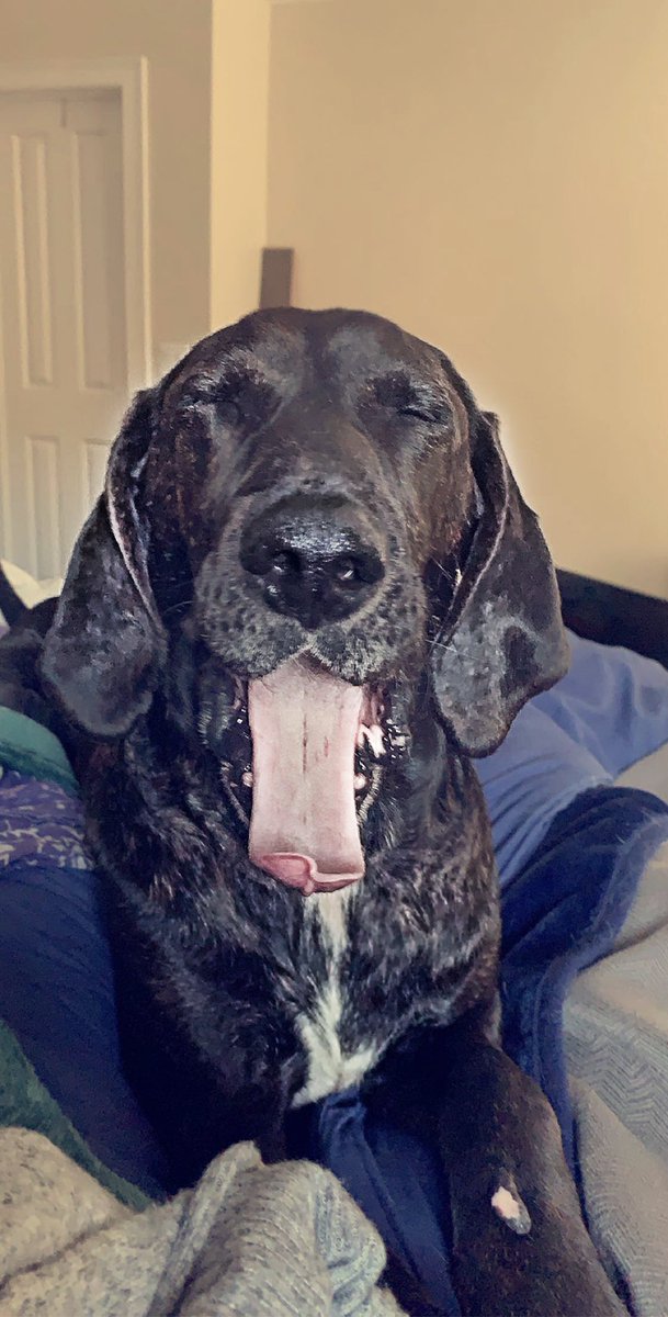 PlumIslandMatty's tweet photo. #nationaldogrescueday #mattysays
#wolfpackfouronwindward
#woofriveranimalrescue
#dogstarrescue  
#lasthopek9
#brotherwolfanimalrescue
#chocopit #retrieverlab #blueheelermix #plotthound 
#nationaldogrescueday 
#whenyoulovesomeone https://t.co/IEWyYOGqi1